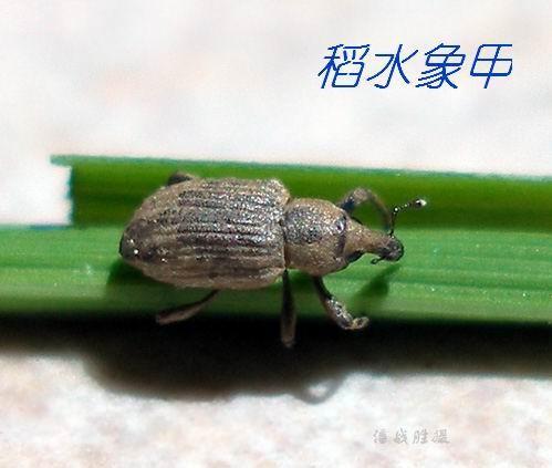 稻水象甲