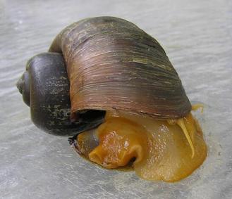 福寿螺
