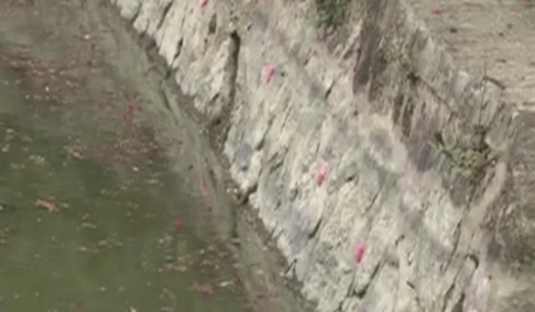 福寿螺的卵