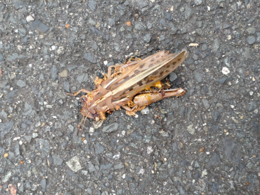 日本黄脊蝗