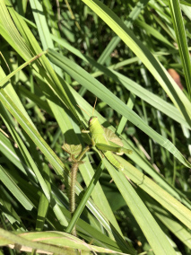 日本黄脊蝗