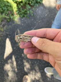 日本黄脊蝗