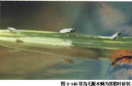 菲岛毛眼水蝇