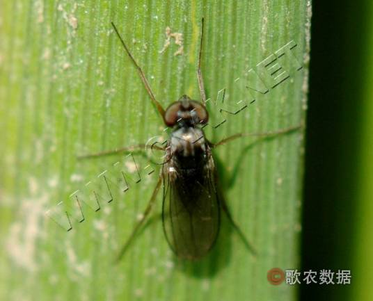 菲岛毛眼水蝇相关图