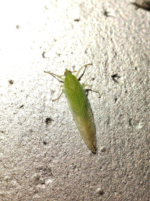 长绿飞虱
