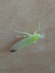 长绿飞虱