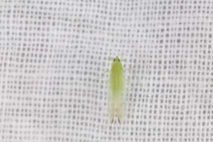 长绿飞虱