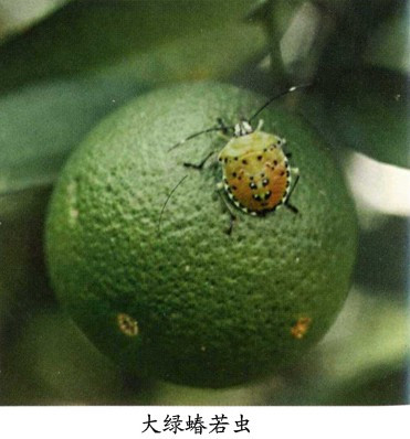 大绿蝽若虫