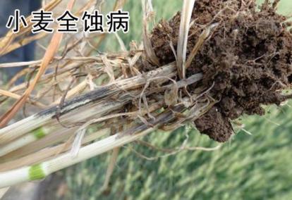 小麦全蚀病