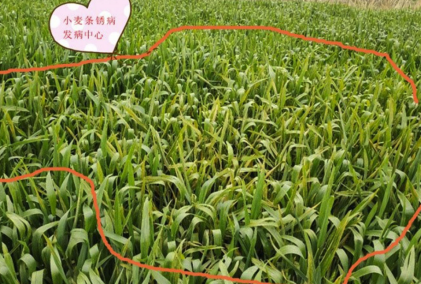 小麦条锈病