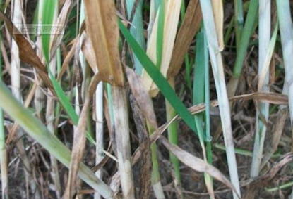 小麦纹枯病