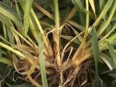 小麦纹枯病
