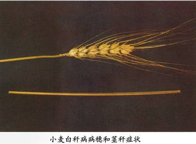 小麦白秆病相关图