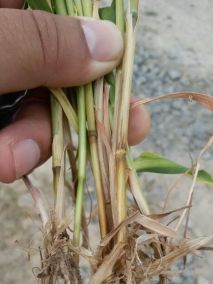 小麦根腐病