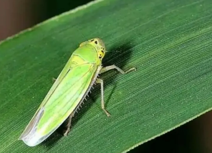 条沙叶蝉