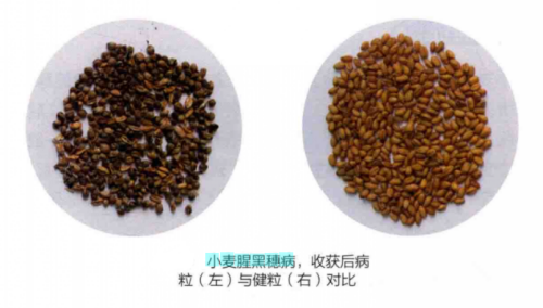 小麦腥黑穗病