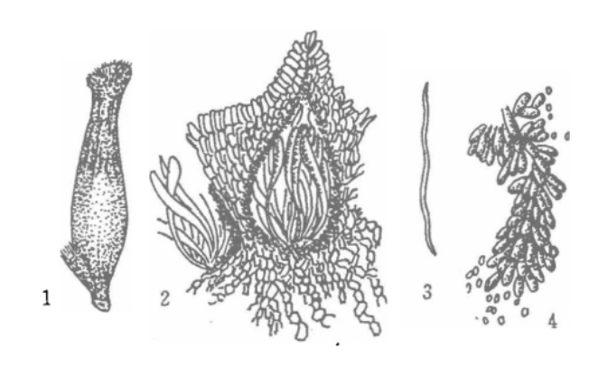 麦角病菌：1.菌核；2.子囊壳；3.子囊孢子；4分生孢子。  为害症状