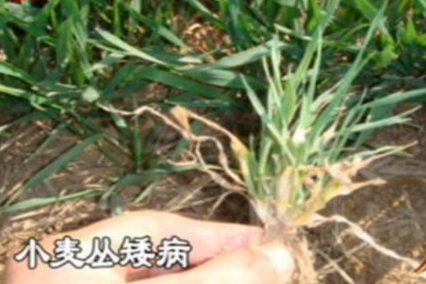 小麦丛矮病