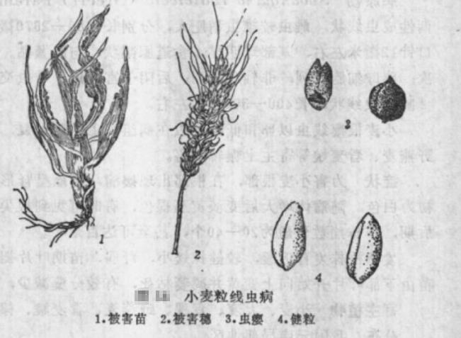 小麦粒线虫病