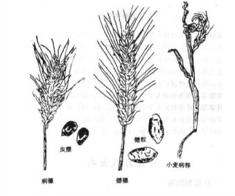 小麦粒线虫病