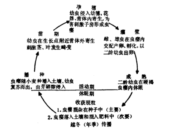小麦粒线虫病侵染循环示意图