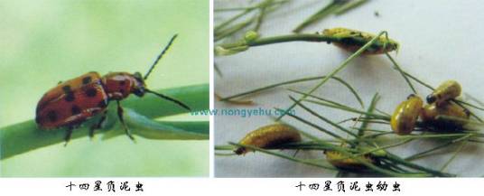 十四星负泥虫相关图