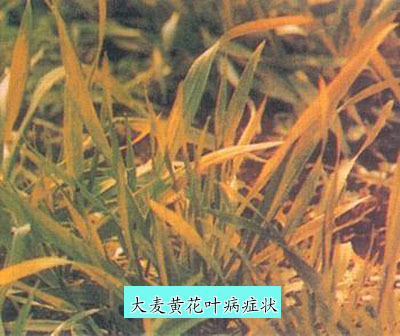 大麦黄花叶病 症状