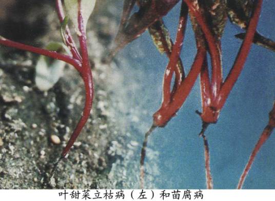 甜菜苗腐病相关图