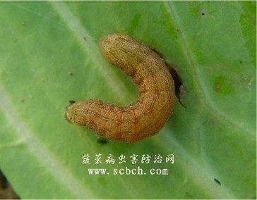 甘蓝夜蛾幼虫