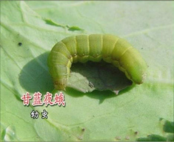 甘蓝夜蛾幼虫