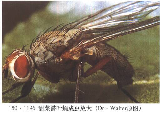 甜菜潜叶蝇图