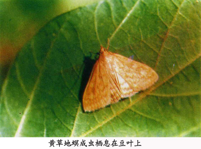 黄草地螟