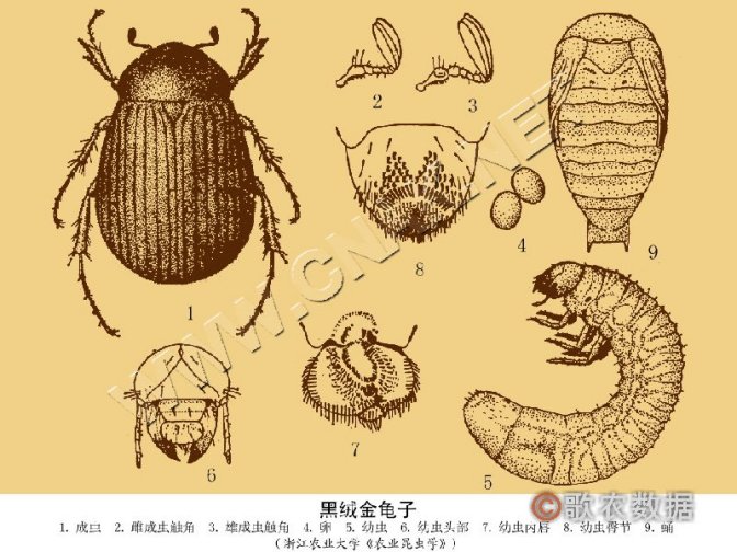 东方绢金龟