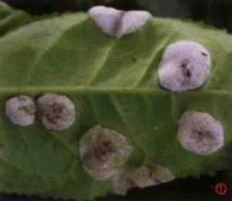 茶饼病
