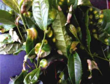 茶饼病