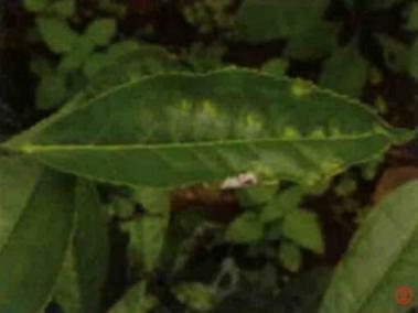 茶饼病