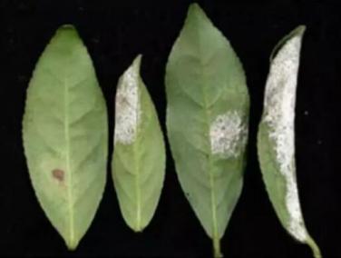 茶网饼病