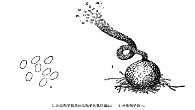 茶芽枯病病原菌