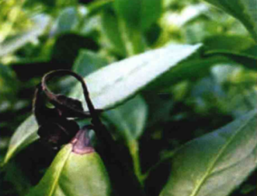 茶芽枯病