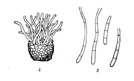 1.分生孢子梗丛；2.分生孢子