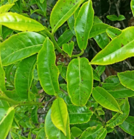 茶圆赤星病