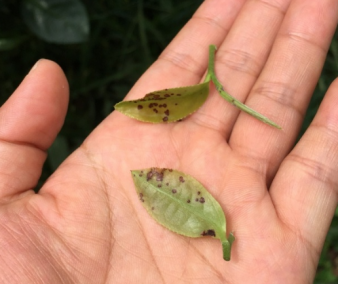 茶圆赤星病
