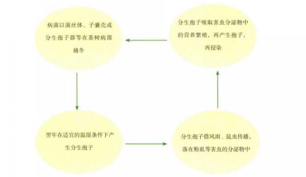 侵染循环