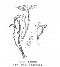 茶红锈藻病病原