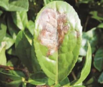 茶云纹叶枯病