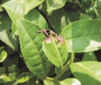 茶云纹叶枯病