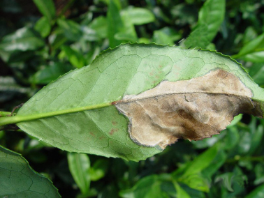 茶云纹叶枯病—发病叶片背面症状
