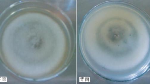 病原在PDA培养基上的培养特征