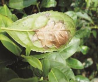 茶云纹叶枯病