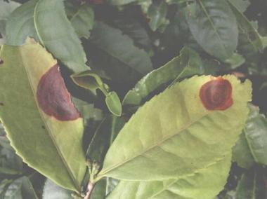 茶轮斑病